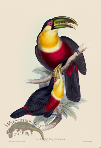 Red-breasted Toucna